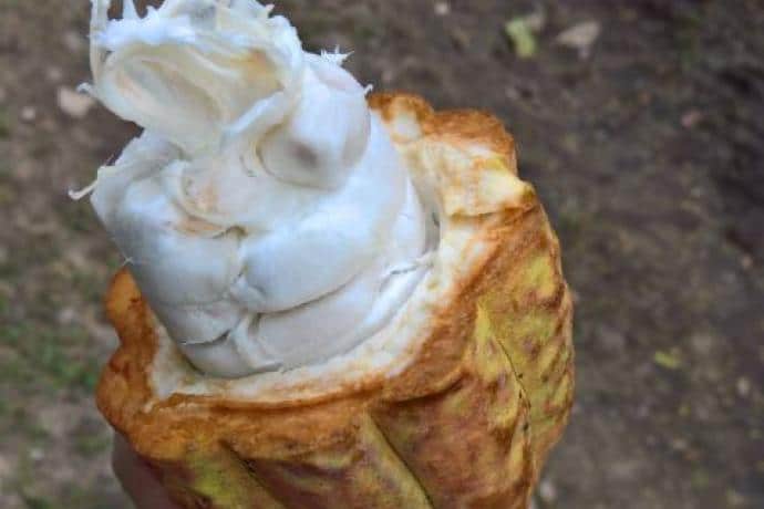 nouveauté copalli cacao bio feve fraiche Bélize
