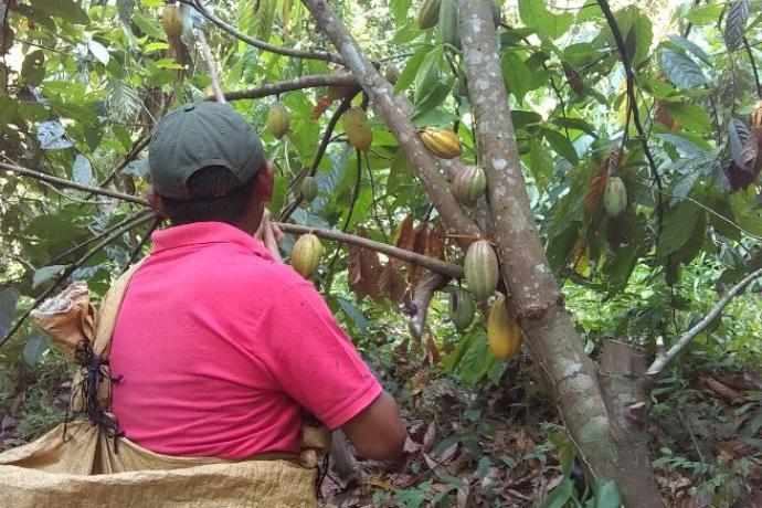 nouveauté copalli cacao bio récolte Bélize