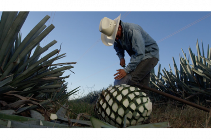 tequila 100% agave process de fabrication récolte
