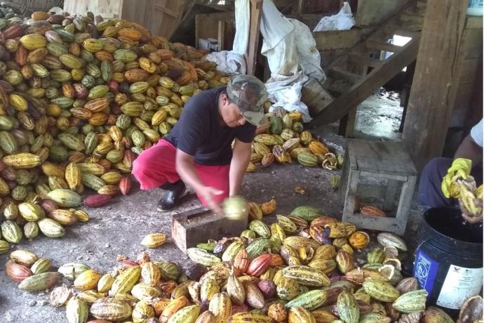 nouveauté copalli cacao bio transformation Bélize