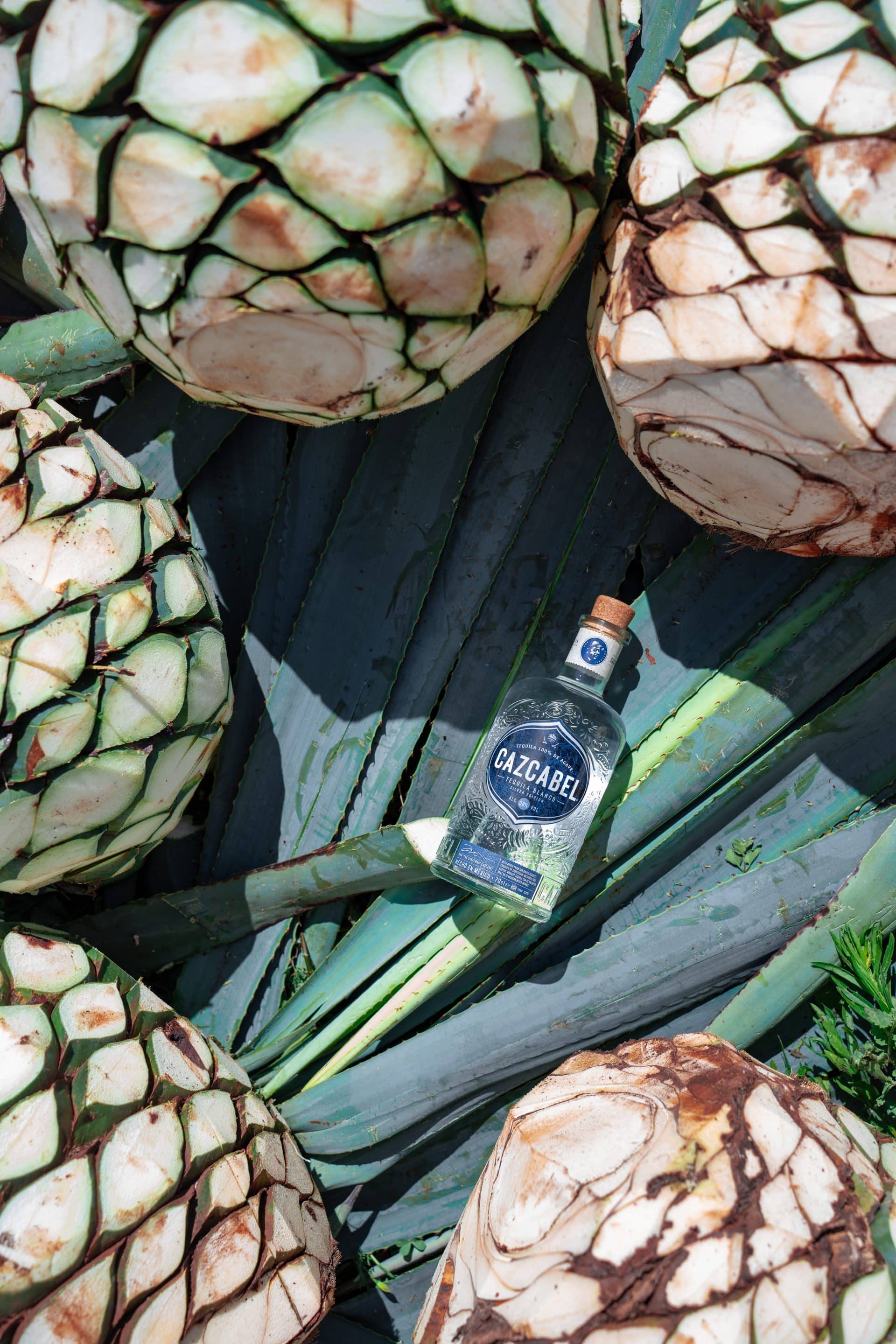 Cazcabel Agave Fields – Blanco bottle in agave plant and pinas